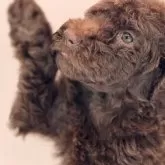 スタンダードプードル