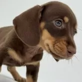 ミニチュアダックスフンド(スムース)【静岡県・女の子・2025年7月1日・チョコタン】の写真1「目は青っぽく見えていますが実際のカラーはライトブラウンな感じです。」