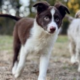 ボーダーコリー