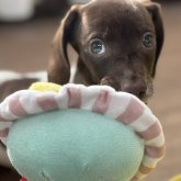 ミニチュアダックスフンド(スムース)