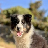 シェットランドシープドッグ