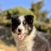 シェットランドシープドッグ【静岡県・男の子・2025年9月24日・ブラックホワイトタン】の写真1「非常に明るい表情をしてくれました。」