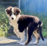 オーストラリアン・シェパード