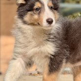 シェットランドシープドッグ