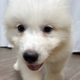 グレートピレニーズ