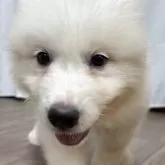 グレートピレニーズ