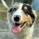 オーストラリアン・シェパード