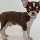 チワワ(スムース)