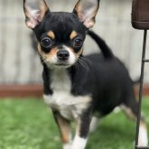 チワワ(スムース)