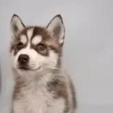 シベリアンハスキー【静岡県・女の子・2025年2月1日・チョコホワイト】の写真4