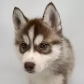 シベリアンハスキー【静岡県・女の子・2025年2月1日・チョコホワイト】の写真6