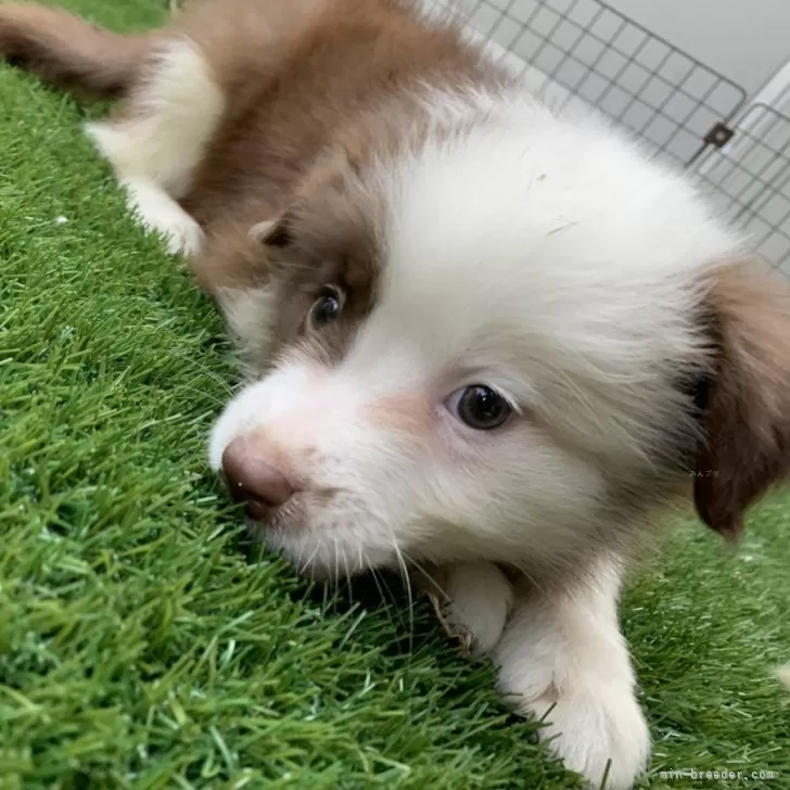 ID：2407-08453の子犬