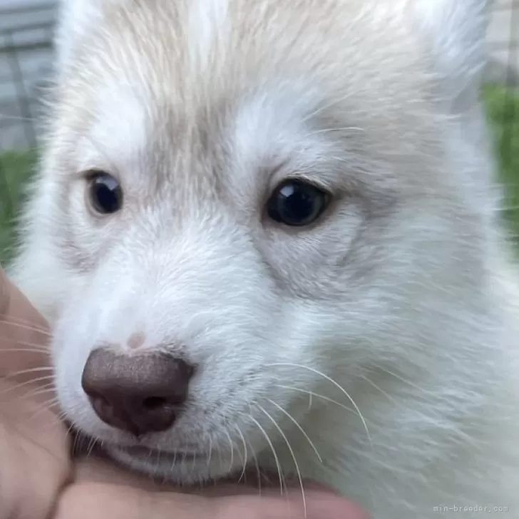 ID：2402-03115の子犬