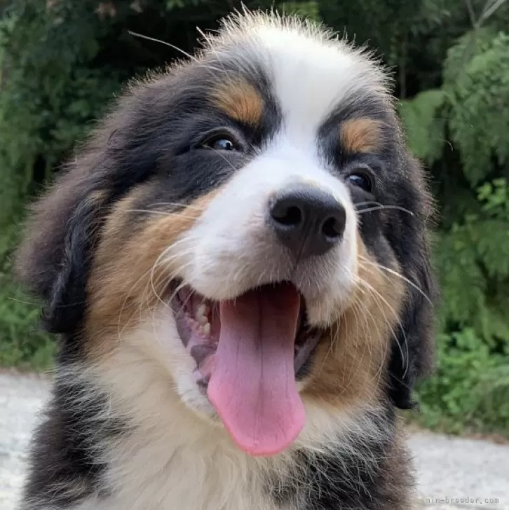 ID：2407-08160の子犬