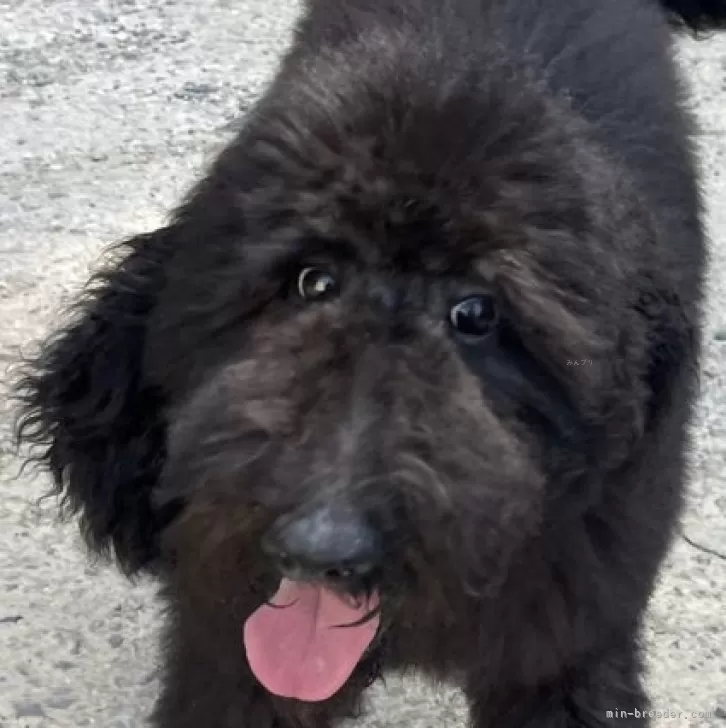 ID:2404-00876の子犬