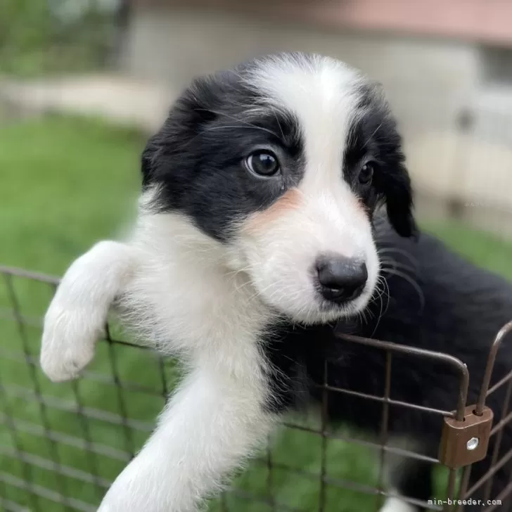 ID：2405-06445の子犬