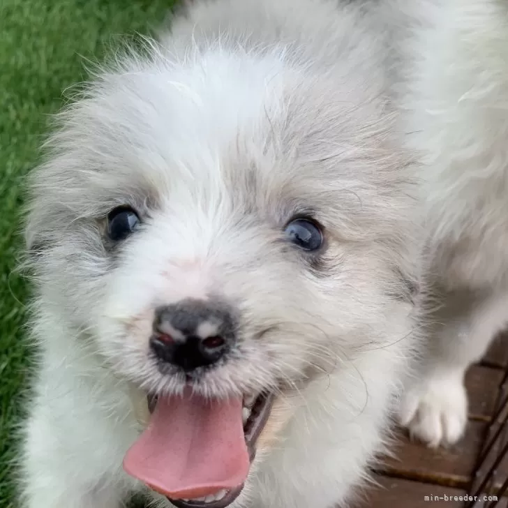 ID：2408-02376の子犬