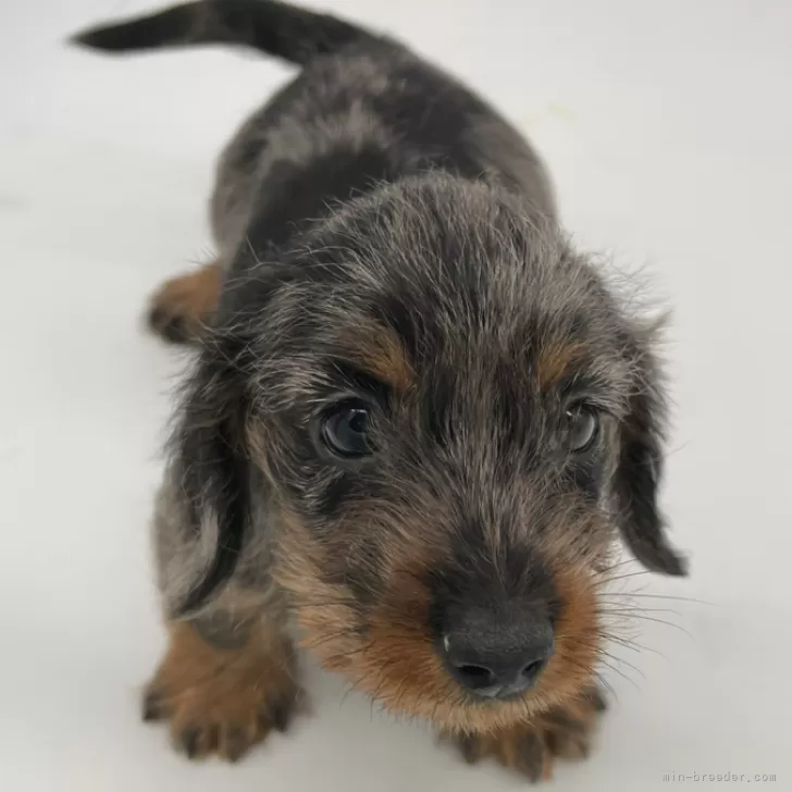 ID：2401-02000の子犬