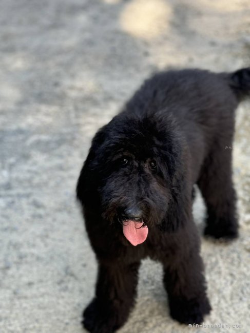 スタンダードプードル【・女の子・2023年5月18日・ブラック】「全身真っ黒です。」