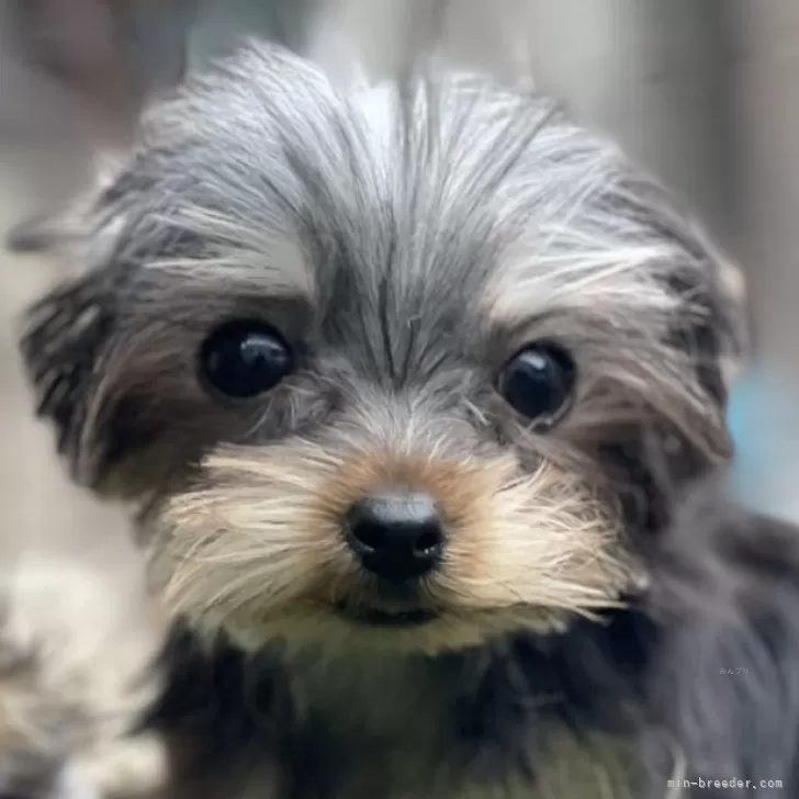 ID：2402-03850の子犬