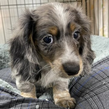 ミニチュアダックスフンド(ロング)【静岡県・男の子・2023年10月27日・シルバーダップルパイボールド】の写真「1/11動画追加しました。ワクチン２回済み」