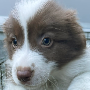 ボーダーコリー【静岡県・女の子・2024年1月23日・チョコレートホワイト】の写真「チョコホワイトの女の子です。」