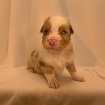 オーストラリアン・シェパード【静岡県・男の子・2023年10月4日・チョコマールマーキングスタンポインツ】の写真「希少犬種」