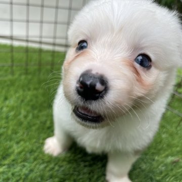 ボーダーコリー【静岡県・女の子・2024年5月13日・ブルーマール】の写真「お顔のまっしろいボーダーちゃん」