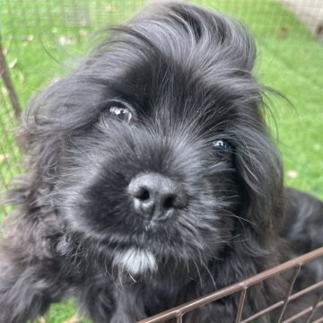 アメリカンコッカースパニエル【静岡県・女の子・2023年11月16日・ブラック】の写真「毛艶の良い真っ黒な女の子　総額表示」