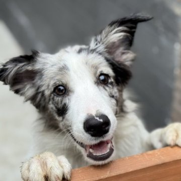 ボーダーコリー【静岡県・女の子・2024年5月24日・ブルーマール】の写真「ブルーマールのおんなのこ 立ち耳？」