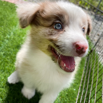 ボーダーコリー【静岡県・男の子・2024年4月15日・チョコレートマール】の写真「チョコマールのボーダーおとこのこ」