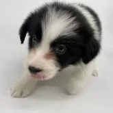 ボーダーコリー【静岡県・女の子・2024年2月2日・ブラックホワイト】の写真2