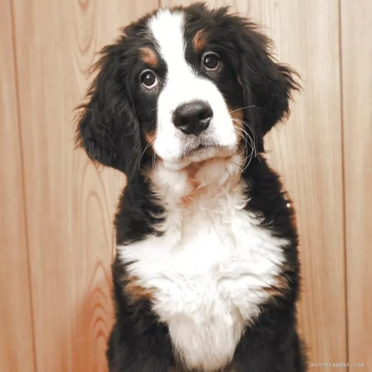 T.T 様のお迎えした子犬