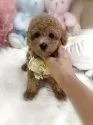 トイプードル(トイ)【香川県・女の子・2025年8月6日・ペールフォーン(クリーム)】の写真11「✨🍀︎素敵なご縁があります様に🍀︎✨🧡  あたちの家族になって下さい🧡」