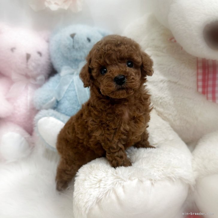 ブリーダー画像