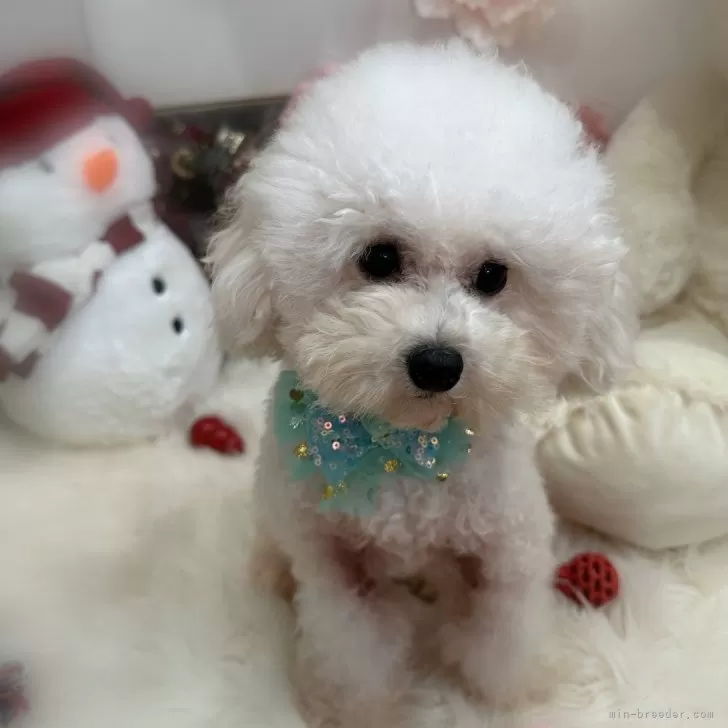 ID:2310-02288の子犬