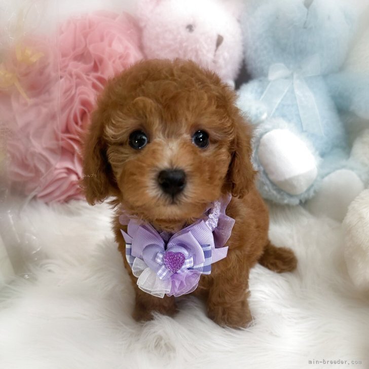 ブリーダー画像