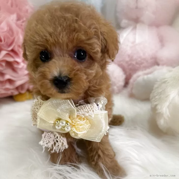 タイニープードル【香川県・女の子・2025年8月28日・オレンジフォーン(アプリコット)】の写真1「おめめくりくり❣️とっても可愛い女の子💖」