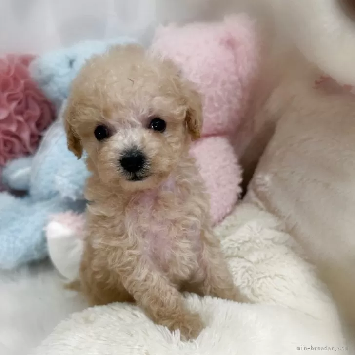 ティーカッププードル【香川県・男の子・2025年10月1日・ペールフォーン(クリーム)】の写真1「とっても可愛い男の子🩵」