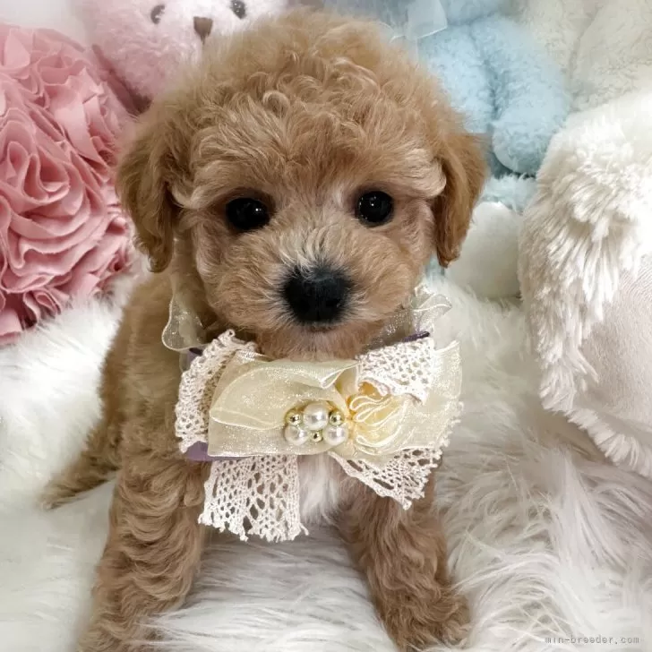 ID:2504-01902の子犬