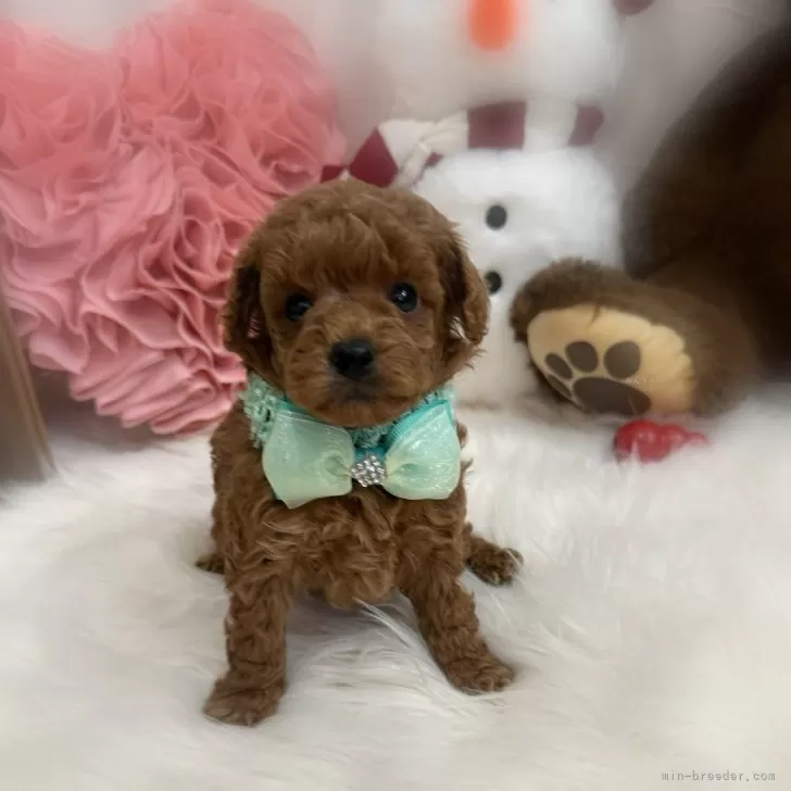 ID:2412-05986の子犬