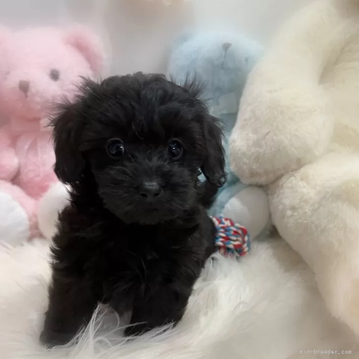 ID:2412-07509の子犬