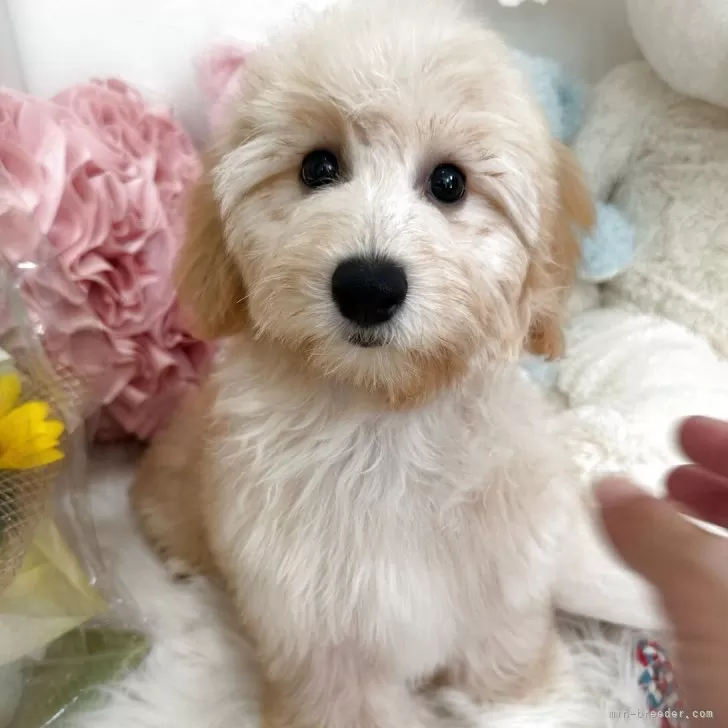 Y.K 様のお迎えした子犬