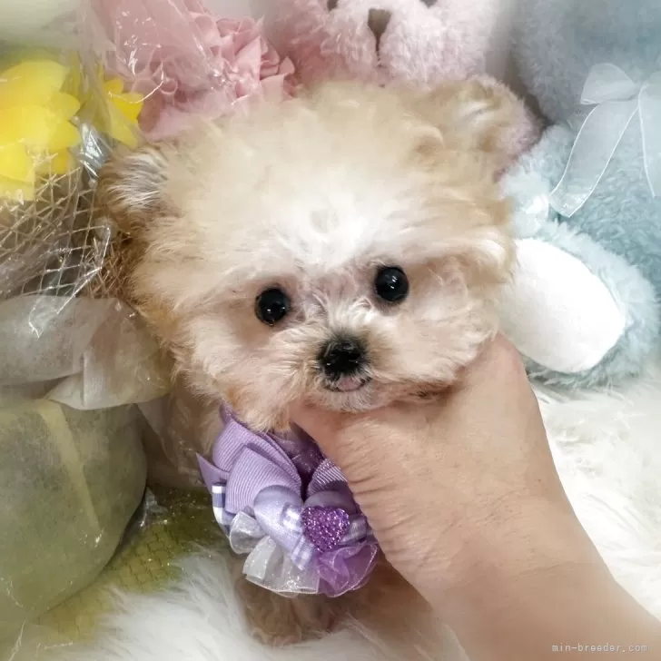 ID:2504-00879の子犬