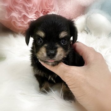 チワックス(チワワ×ダックスフンド)【香川県・男の子・2025年7月26日・ブラックタン】の写真「とっても可愛いチワックスのブラックタン君🩵」