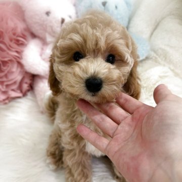 ビションプー(ビションフリーゼ×トイプードル)【香川県・男の子・2025年8月30日・アプリコット】の写真「健診異常無し😊優しいお顔の男の子🩵」