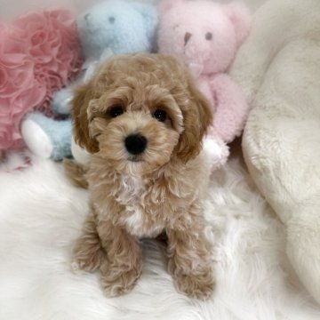 ビションプー(ビションフリーゼ×トイプードル)【香川県・男の子・2025年8月30日・アプリコット】の写真「健診異常無し😊優しいお顔の男の子🩵」