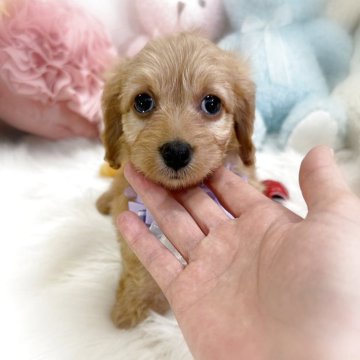 ダップー(トイプードル×ダックスフンド)【香川県・男の子・2025年12月16日・アプリコット】の写真「健診異常なし☺とっても可愛いダップーの男の子️🩵」