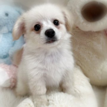 ポメックス(ポメラニアン×ダックスフンド)【香川県・男の子・2025年9月8日・クリーム】の写真「お利口でとっても可愛いポメックスの男の子🩵」