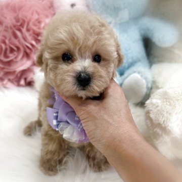 トイプードル(トイ)【香川県・男の子・2025年9月8日・ペールフォーン(クリーム)】の写真「健診異常無し😊可愛い男の子🩵」